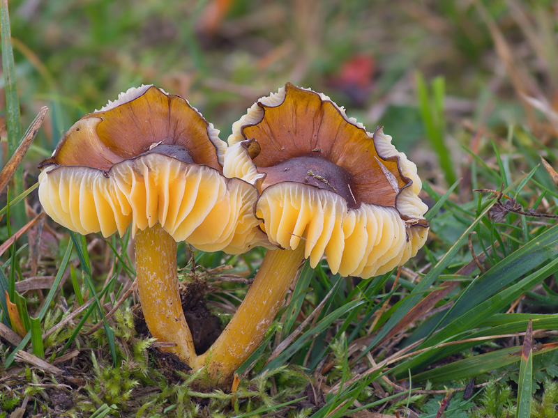 Hygrocybe spadicea